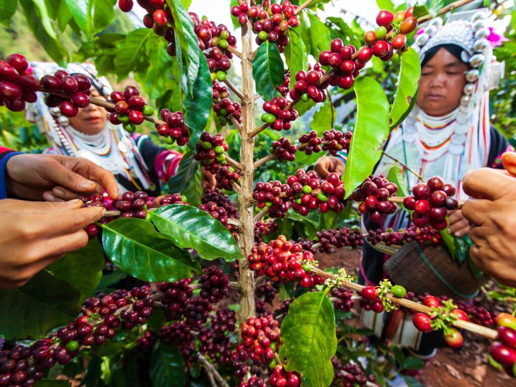 Traditional Coffee